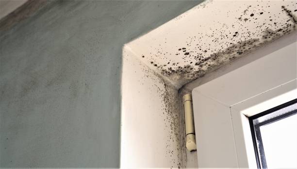 Best Attic Mold Removal  in Grand Ledge, MI