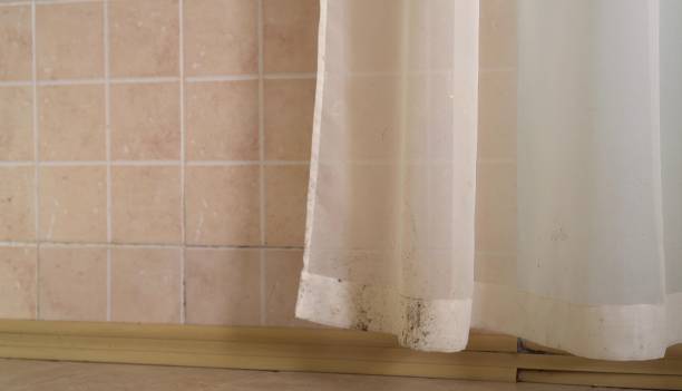 Best Basement Mold Removal  in Grand Ledge, MI