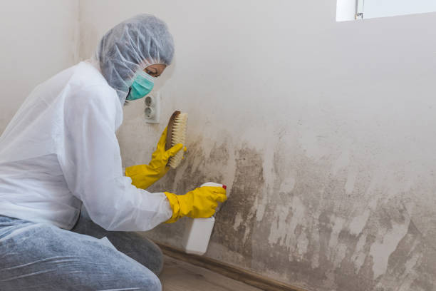 Best Commercial Mold Inspection  in Grand Ledge, MI