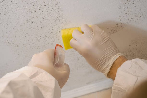 Mold Odor Removal Services in Grand Ledge, MI