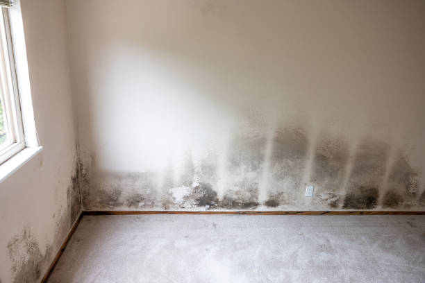 Reliable Grand Ledge, MI Mold Removal Solutions