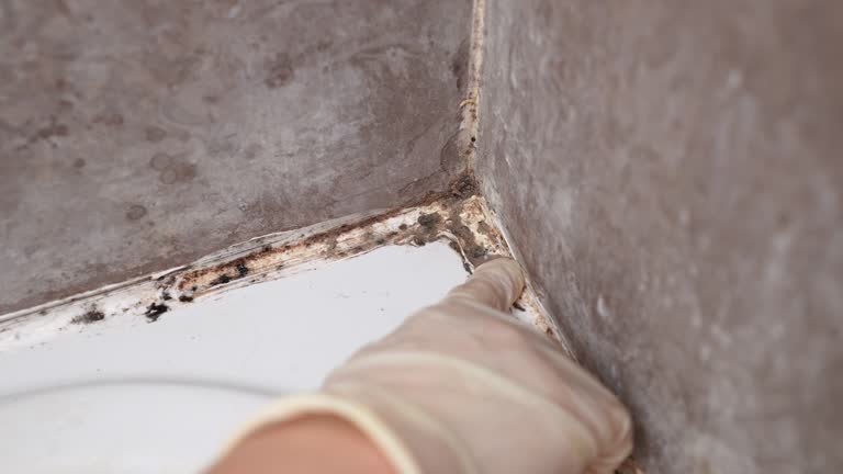 Best Mold Prevention Services  in Grand Ledge, MI